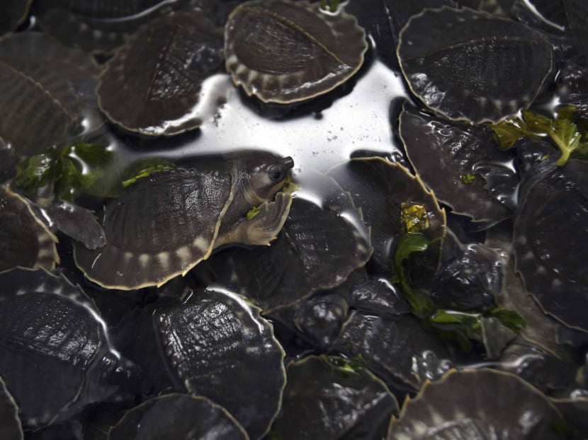 Gallery: Indonesia confiscates hundreds of endangered turtles