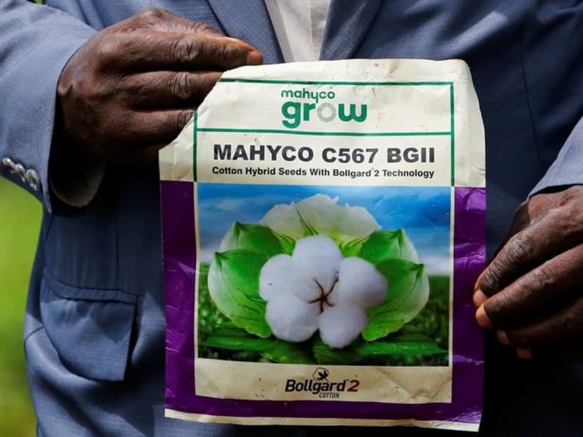 Kenya's GMO maize push sowing trouble for food sector, farmers warn TODAY