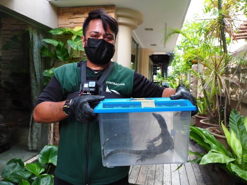 Call of the wild: What happens when you call a wildlife rescuer? Call of the wild: What happens when you call a wildlife rescuer?