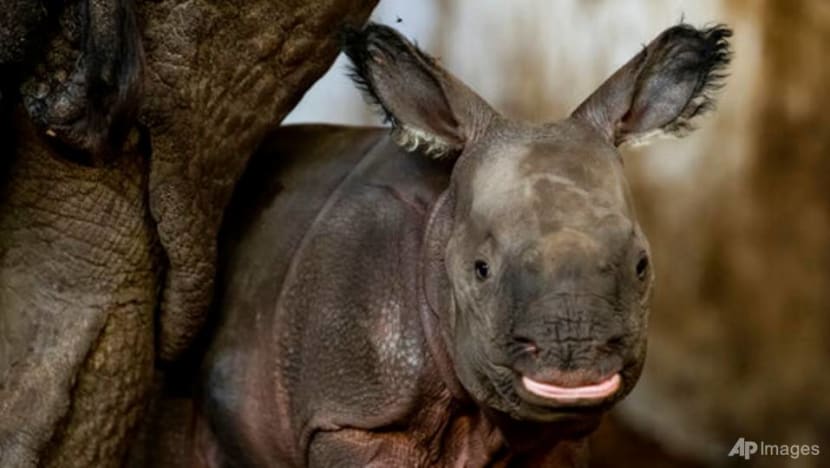 Endangered Indian rhinoceros baby is born in zoo in Poland