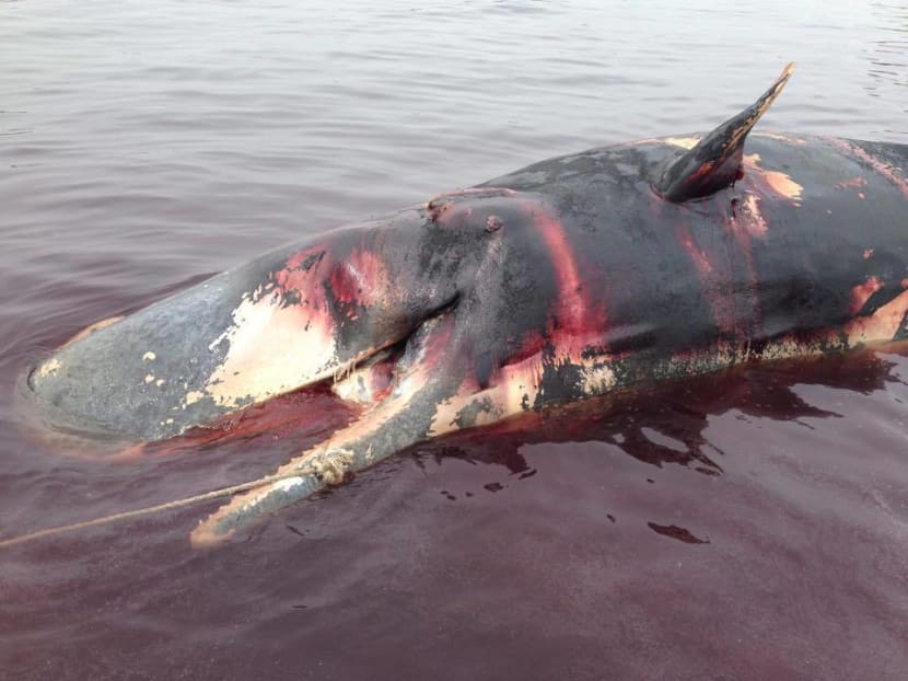 Carcass of sperm whale found near Jurong Island