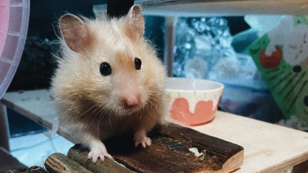 Apakah hamster berisiko lebih tinggi terkena COVID-19 dan haruskah mereka dites secara teratur di Singapura?