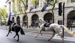 Escaped army horses bolt through central London