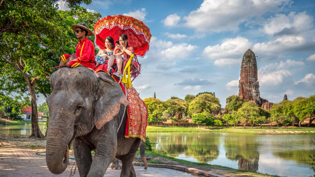 晨光|纸上风云：泰国大象载客25年 脊椎严重变形