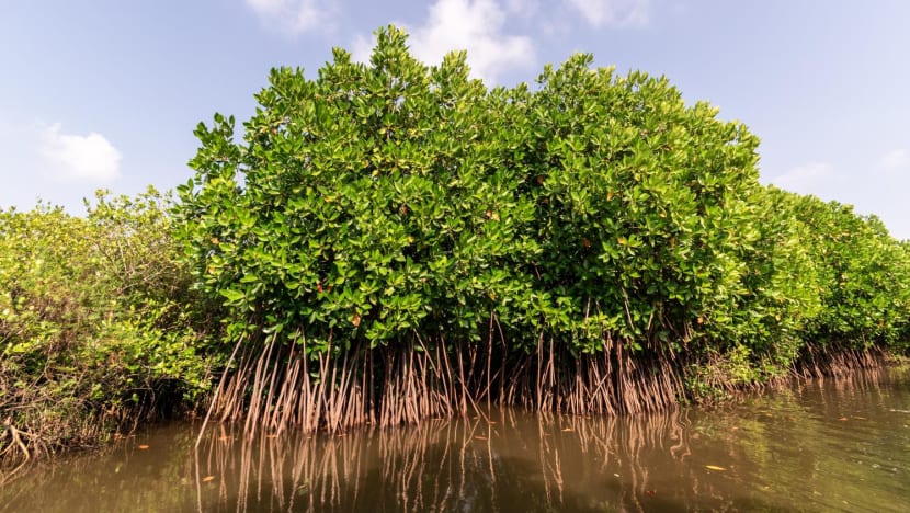 Banking on mangrove restoration to boost carbon storage capabilities