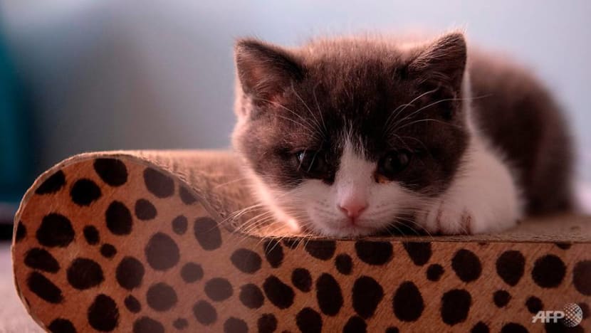 Copy cat: Chinese firm creates first cloned kitten Copy cat: Chinese firm creates first cloned kitten