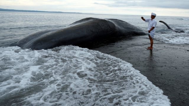 17米长鲸鱼在峇厘岛海滩搁浅