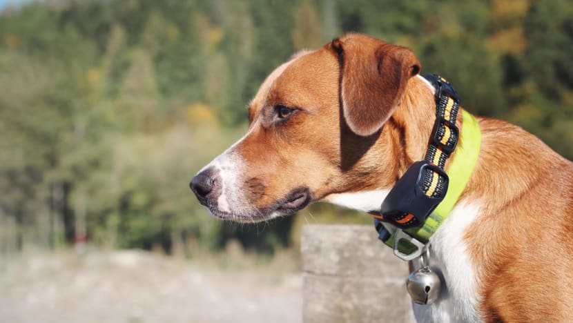 New workgroup to review dog training standards including use of shock collars CNA
