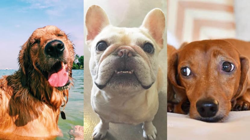 9 Times These Famous Pets Of Instagram Emoted Better Than Humans