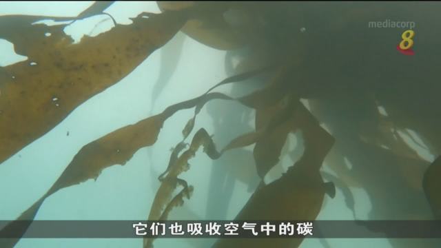 加州沿岸海带森林 海带数量骤减逾九成