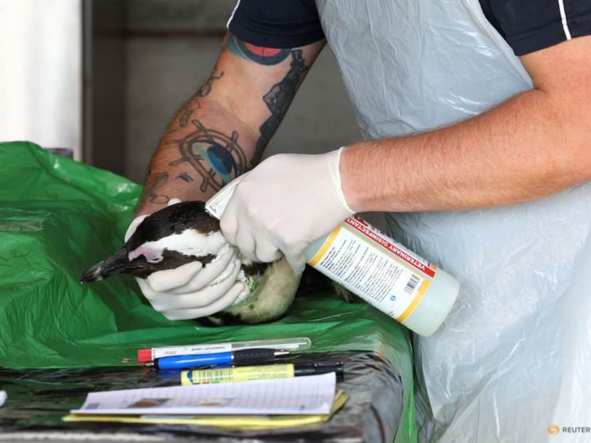 More Penguins Dying From Avian Flu At Cape Town s Boulders Beach Colony 