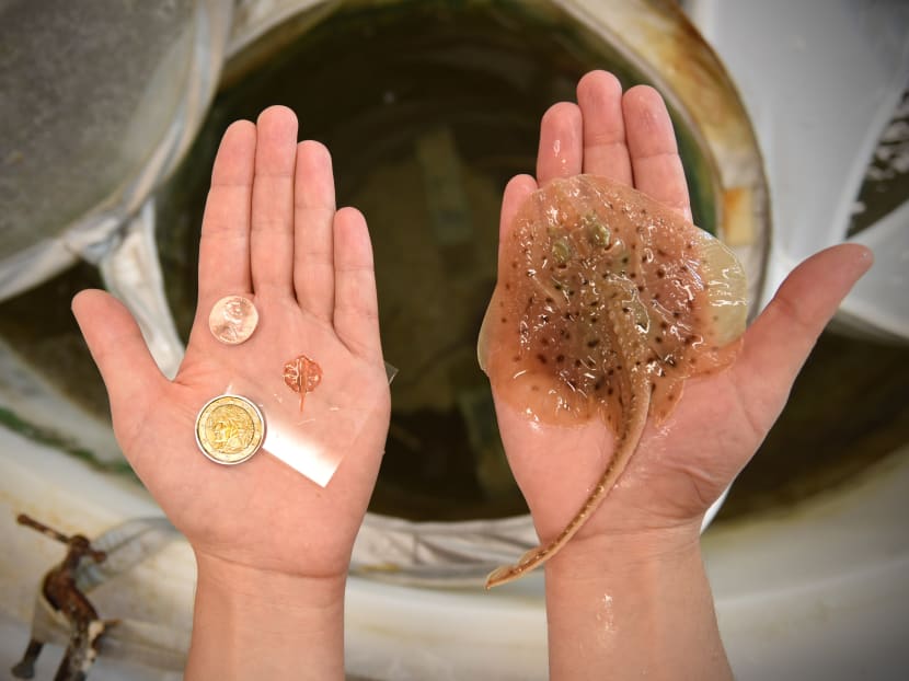 A size comparison of a real stingray and the 16mm-long robot inspired by stingrays and built by bioengineers at Harvard University.  Photo: NYT