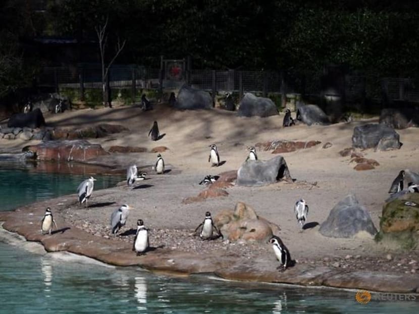 Locked down and lonely, London Zoo faces fight to survive Locked down and lonely, London Zoo faces fight to survive