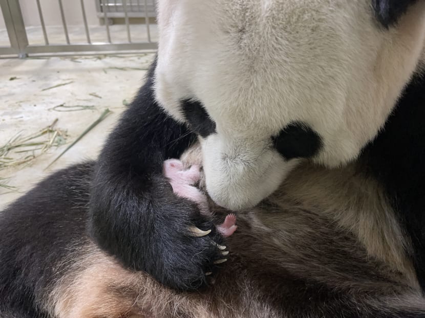 ‘We were worried’: Kai Kai and Jia Jia’s keeper on panda cub birth