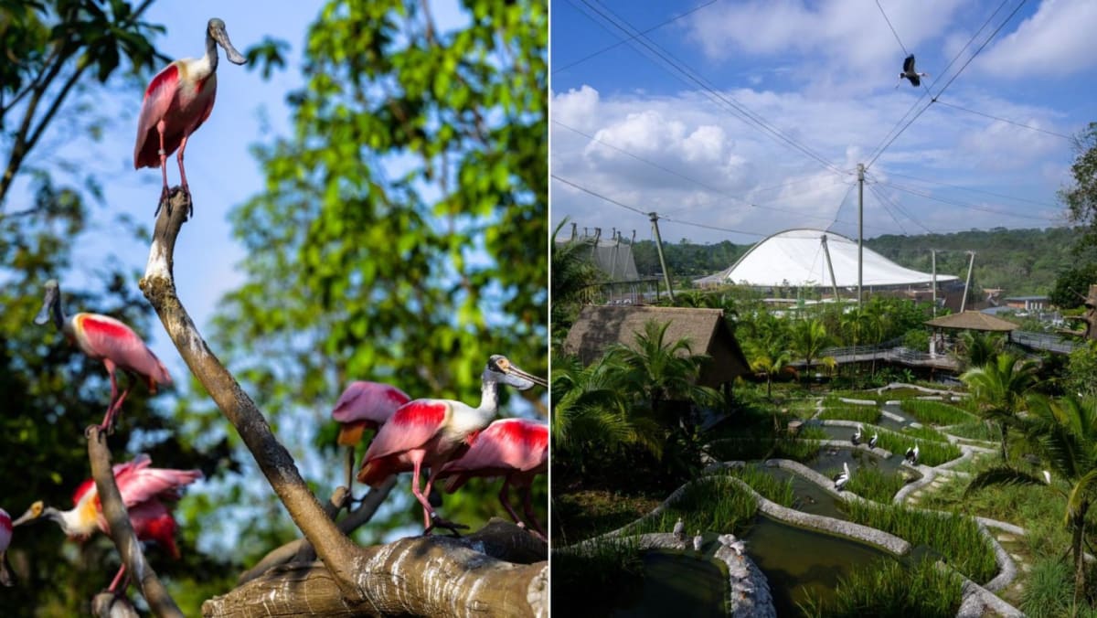 New wildlife park Bird Paradise to open on May 8 with reduced entrance