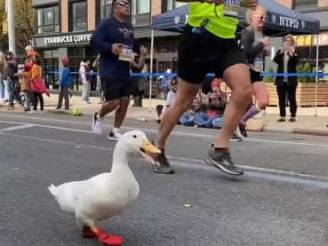Duck wins hearts after appearing in NYC marathon in cute webbed sneakers