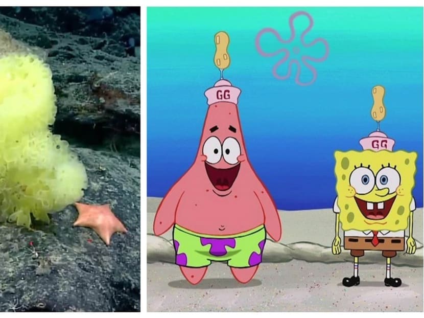 Marine biologists find real-life SpongeBob Squarepants, Patrick Star on Atlantic Ocean seabed