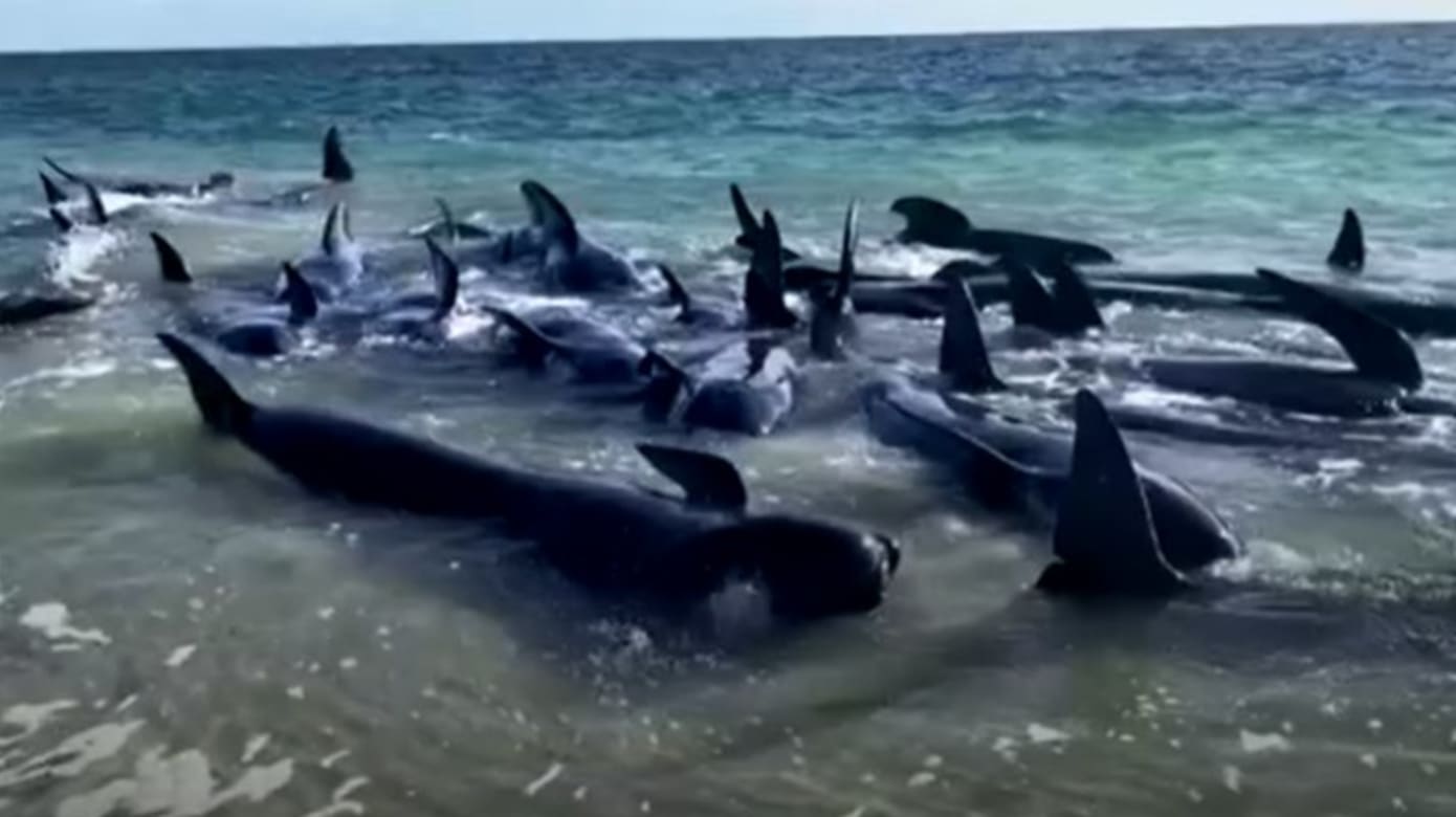 百多头领航鲸在澳洲海滩集体搁浅