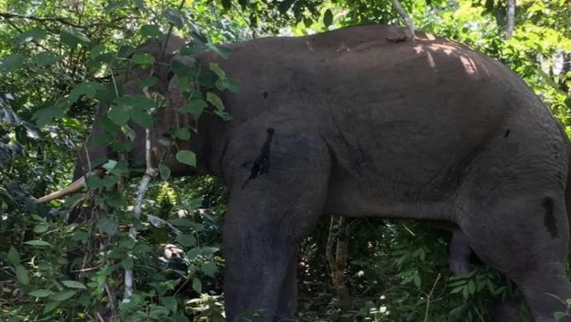 Penduduk di Kelantan bimbang 5 gajah liar berkeliaran