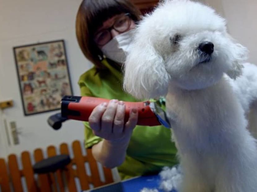 In Vienna, getting a haircut can be easier for dogs than their owners In Vienna, getting a haircut can be easier for dogs than their owners
