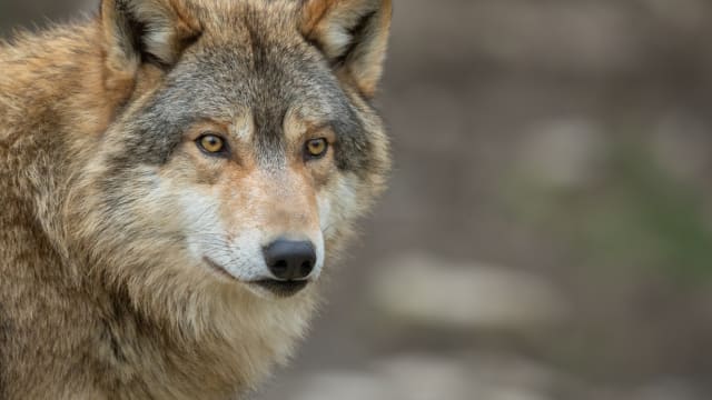 西班牙居民推出“与狼同行”项目 让游客和狼一起登山