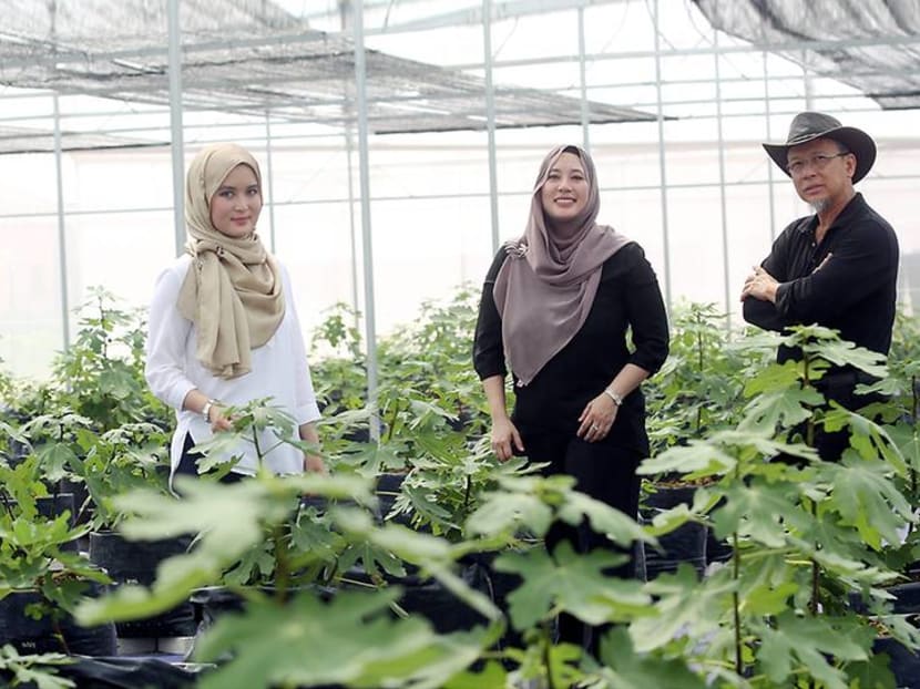 Meet the family of architects growing figs in the Selangor suburbs Meet the family of architects growing figs in the Selangor suburbs