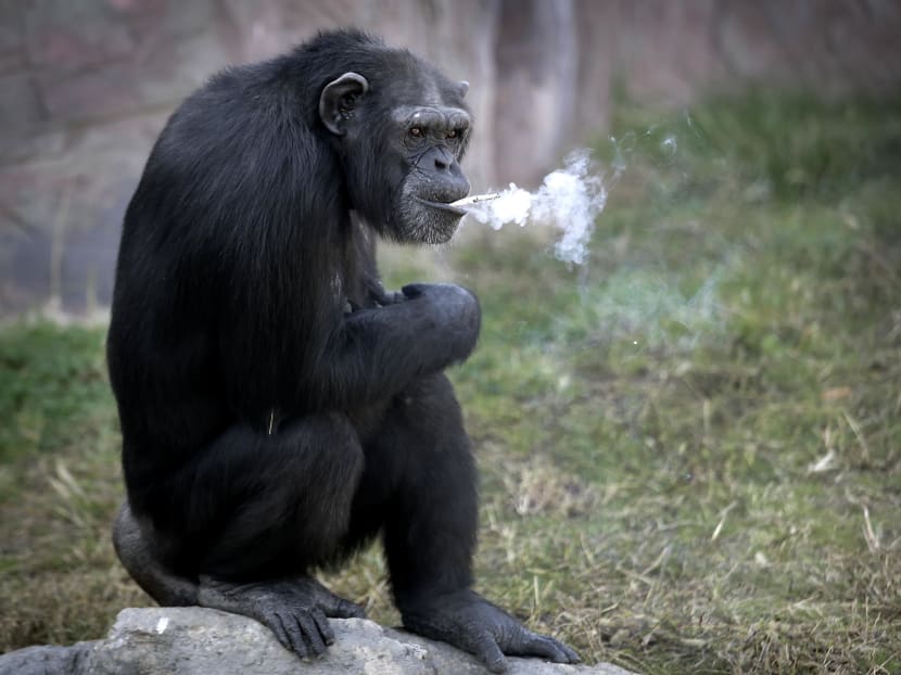 Gallery: Azalea the smoking chimp is new star at Pyongyang zoo