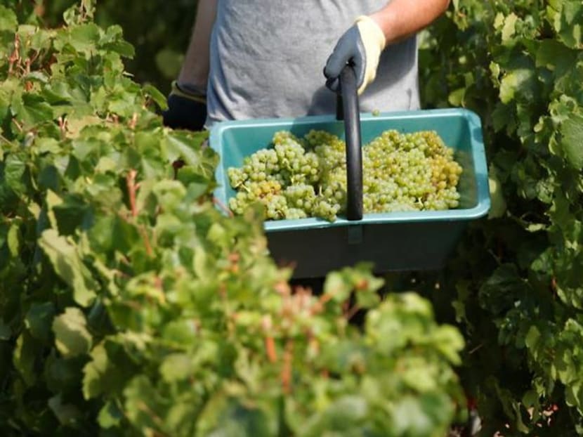 Happy drink in sad times: champagne-makers gather pandemic harvest Happy drink in sad times: champagne-makers gather pandemic harvest