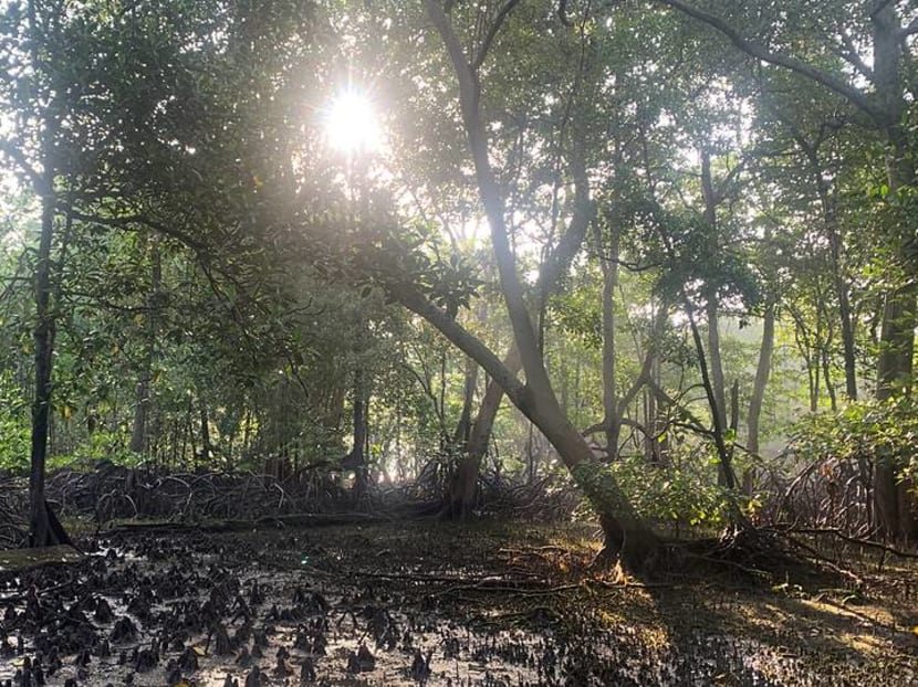 Commentary: Mangroves, a crown jewel of Singapore’s coastline Commentary: Mangroves, a crown jewel of Singapore’s coastline
