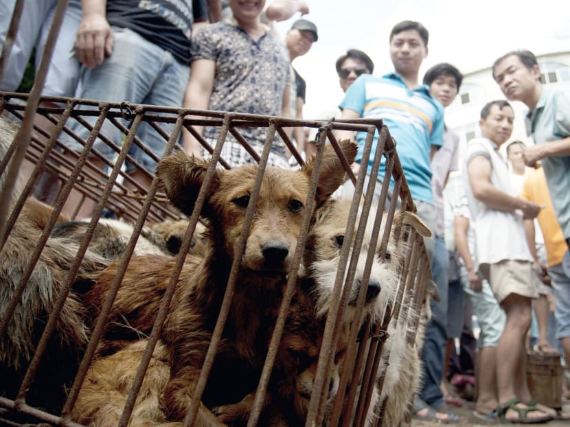 Animal rights activists target China dog meat festival