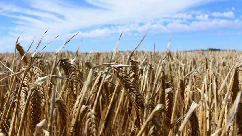 Australia expects 'favourable decision' from China on barley tariffs Australia expects 'favourable decision' from China on barley tariffs