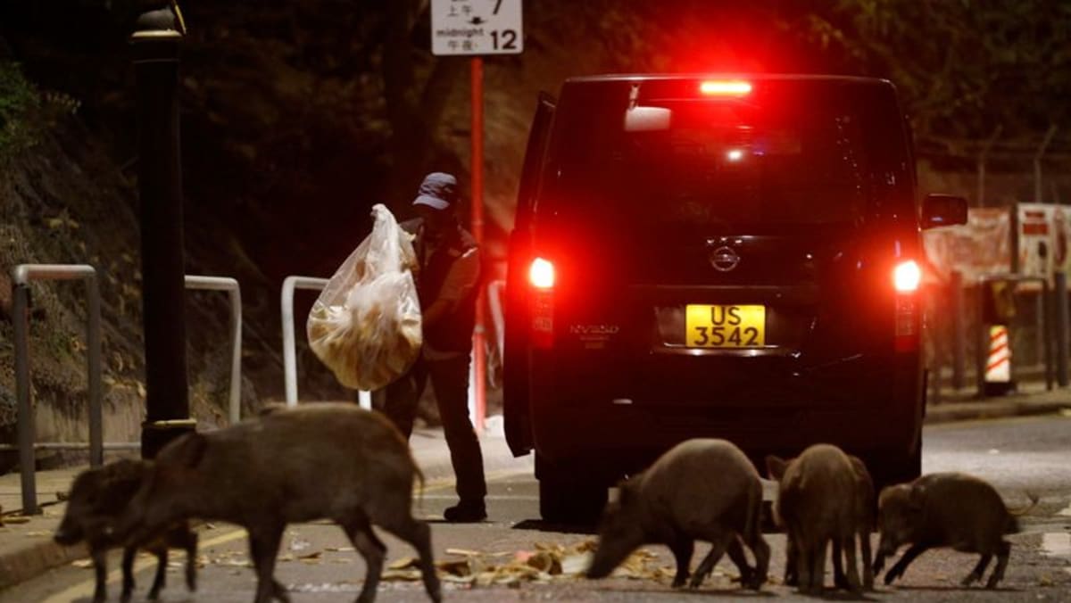 Otoritas Hong Kong mulai berburu babi hutan di tengah kekhawatiran keamanan publik