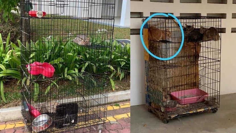 Woman fined for abandoning 16 cats in Punggol, banned from owning pets for a year Woman fined for abandoning 16 cats in Punggol, banned from owning pets for a year