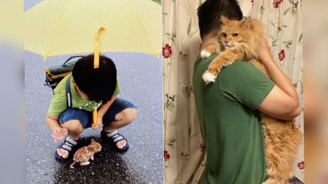 日本男子晒领养猫咪十年成长照  网民：幸好遇到你