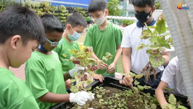 部分小学推行绿化项目 灌输食品可持续性概念