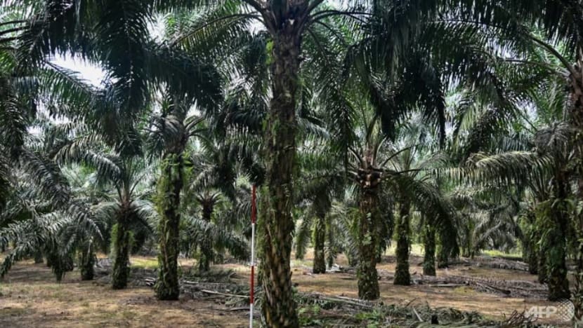 Malaysia minister accuses EU of palm oil 'trade war'