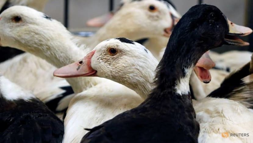 France eases bird flu measures on poultry farms as new cases fall France eases bird flu measures on poultry farms as new cases fall