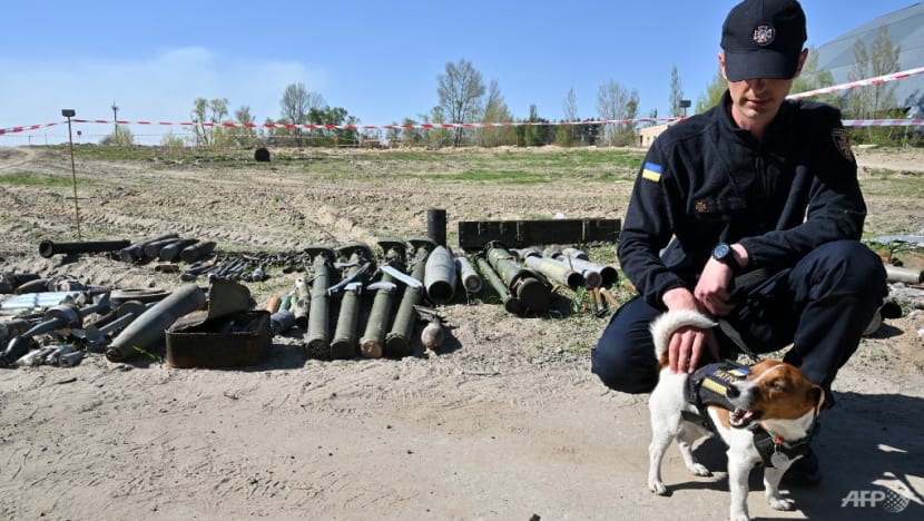 Ukraine's mine sniffing dog Patron awarded medal by Zelenskyy