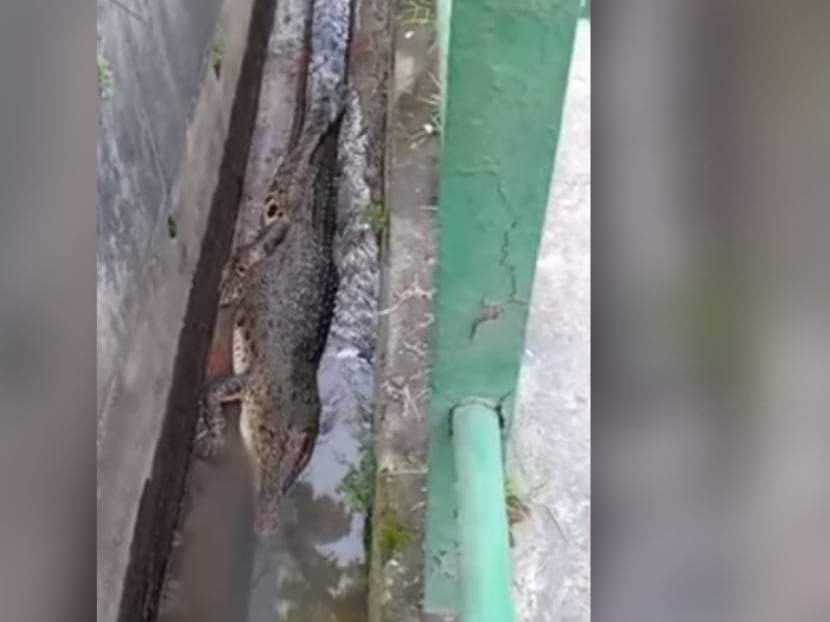 Crocodile appears in Sungei Kadut drain, gets caught