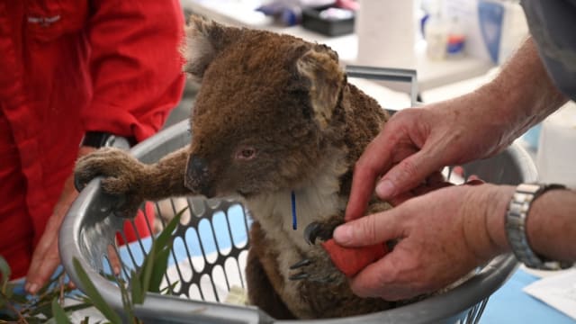 澳洲部分地区把树熊列为濒危动物