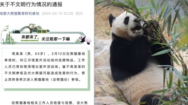 在成都参观大熊猫时投掷物品 男子被终身禁入熊猫基地