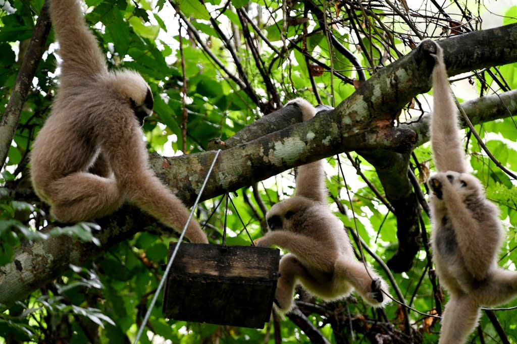 This photo taken on July 6, 2022 shows gibbons eating fruit in a tree in the forest at Angkor Park in Siem Reap province. Decades after poachers hunted nearly all wildlife that habited the forests near Cambodia's world heritage listed Angkor Wat temple, a joint conservation program is now bringing them back. This photo taken on July 6, 2022 shows gibbons eating fruit in a tree in the forest at Angkor Park in Siem Reap province. Decades after poachers hunted nearly all wildlife that habited the forests near Cambodia's world heritage listed Angkor Wat temple, a joint conservation program is now bringing them back.