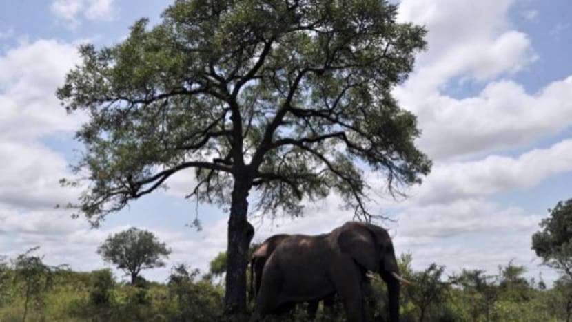 Suspected rhino poacher killed by elephant, 'devoured' by lions: South African authorities Suspected rhino poacher killed by elephant, 'devoured' by lions: South African authorities