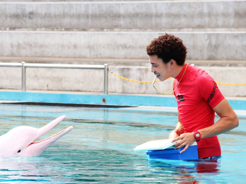 Pink dolphin born at Underwater World Singapore