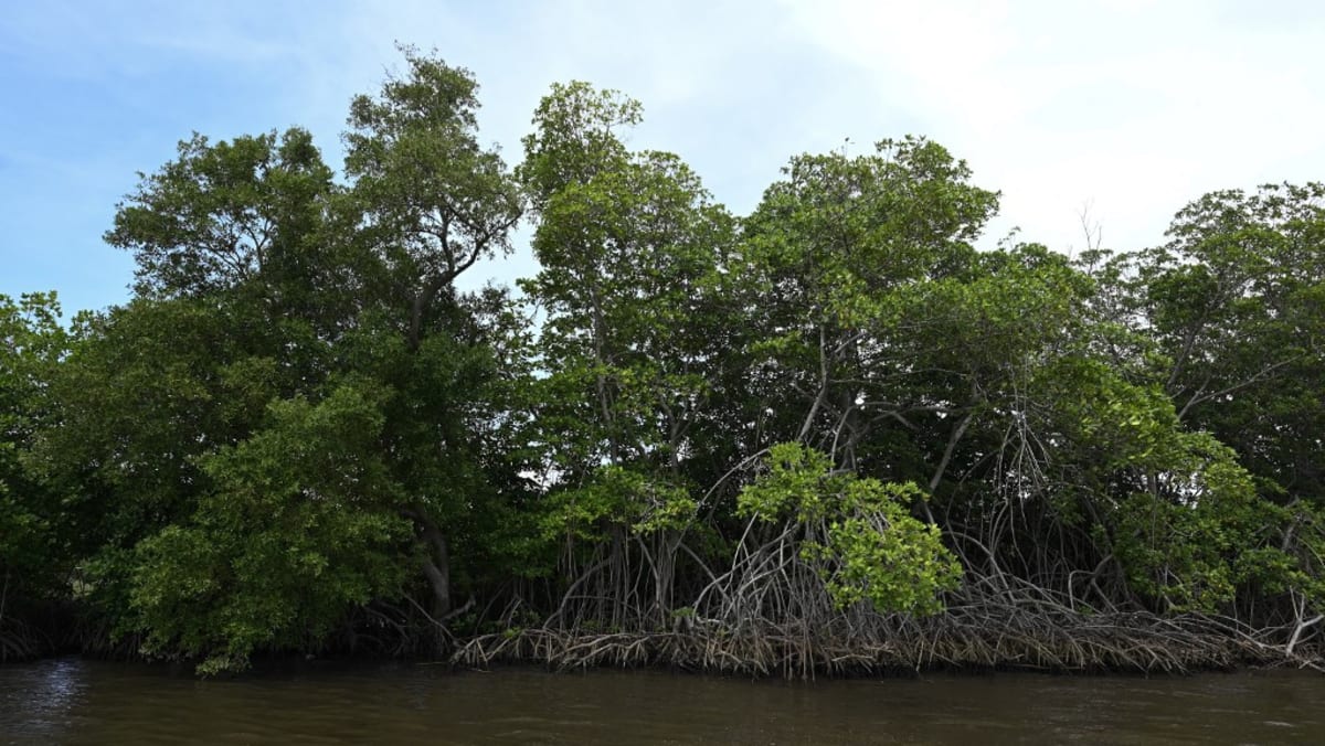 Bangladesh bans plastics in world’s largest mangrove forest