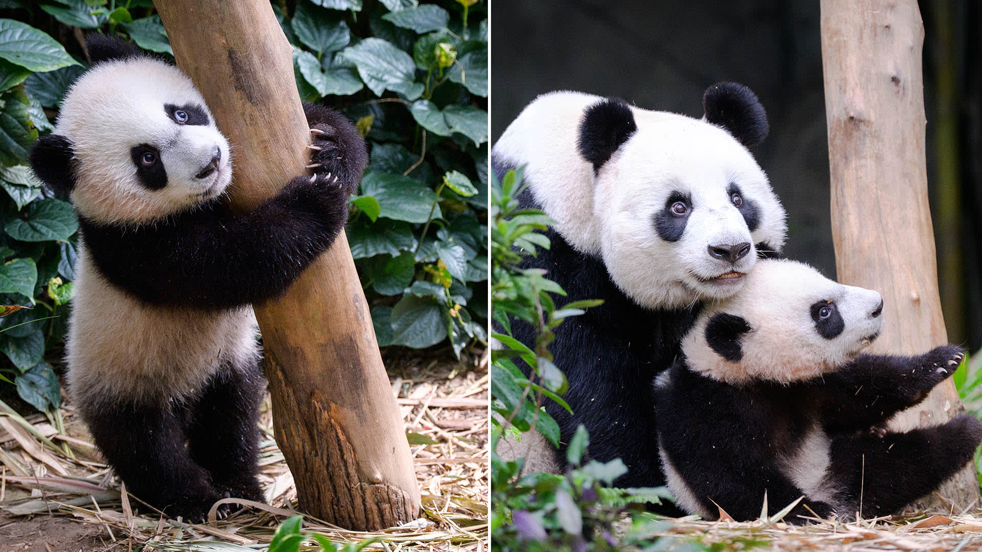 You Can Finally Go See Panda Cub Le Le For Yourself At River Wonders’ Exhibit, Which Has Been “Baby-Proofed” For His Safety You Can Finally Go See Panda Cub Le Le For Yourself At River Wonders’ Exhibit, Which Has Been “Baby-Proofed” For His Safety