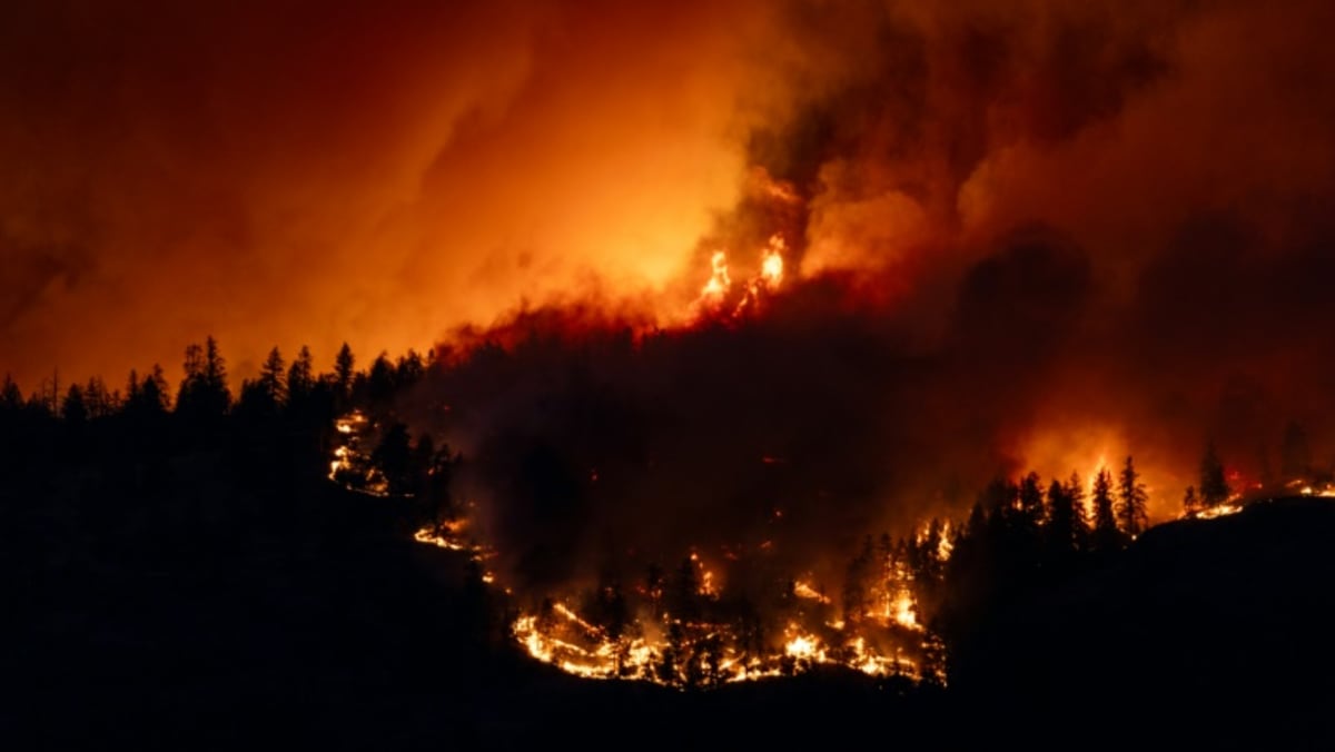 Canada's wildfires take devastating toll on wildlife