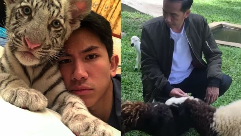 pet tiger brunei sultan family jokowi goat