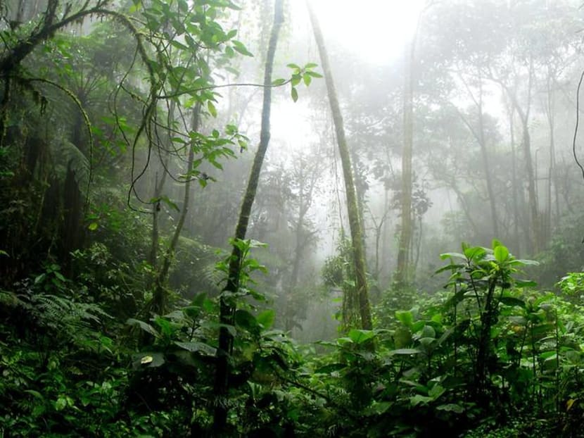 At this Singapore restaurant, you can adopt a tree to fund reforestation efforts At this Singapore restaurant, you can adopt a tree to fund reforestation efforts