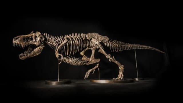 暴龙化石“尚神”本地办预览 11月底香港公开拍卖